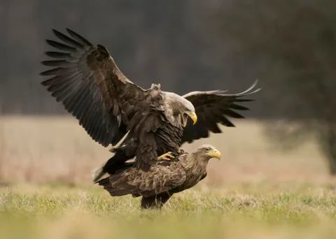 White tailed eagles Stock Photos