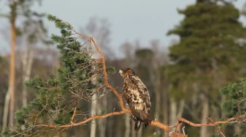 White-tailed eagles on a pine tree Stock Footage 10574357