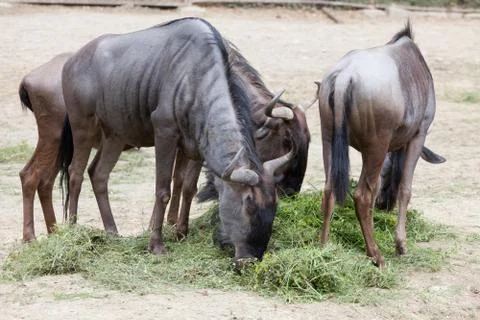White-tailed gnu (connochaetes gnou) Fotos Stock