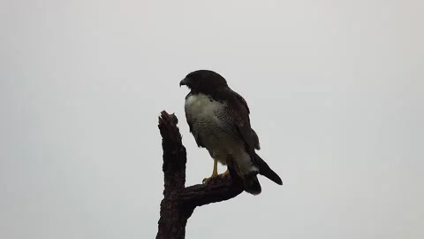 White tailed hawk in nature Stock Footage 264068389