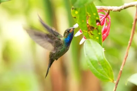 White-tailed hillstar hovering next to white and red flower, garden, tropical Stock Photos