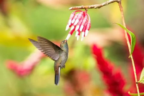 White-tailed hillstar hovering next to white and red flower, garden, tropical Stock Photos