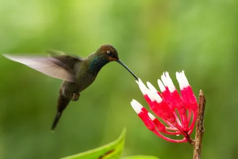 White-tailed hillstar hovering next to white and red flower, garden, tropical Stock Photos