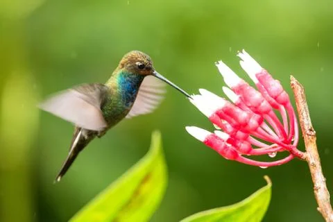 White-tailed hillstar hovering next to white and red flower, garden, tropical Stock Photos