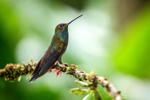 White-tailed hillstar sitting on branch, hummingbird from tropical rainforest Stock Photos