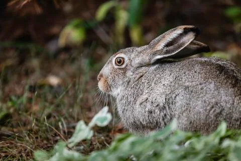 A white-tailed jackrabbit sits in the undergrowth. Taken in Edmonton, Canada. Stock Photos
