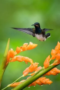 White-tailed jacobin hovering next to orange flower,tropical forest, Peru, bi Stock Photos