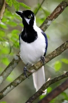 White Tailed Jay Bird Stock Photos