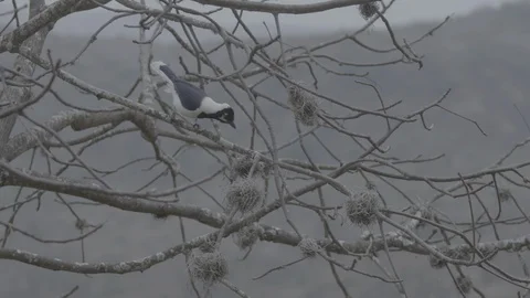 White-tailed Jay on branch, chirping Stock Footage 116649729