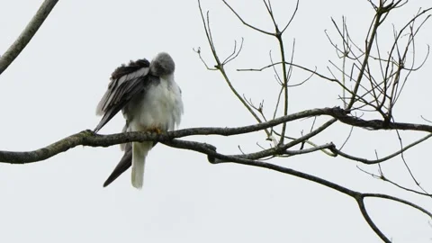 White-tailed Kite, Elanus leucurus, preening on a branch in Costa Rica Stock Footage 237346365