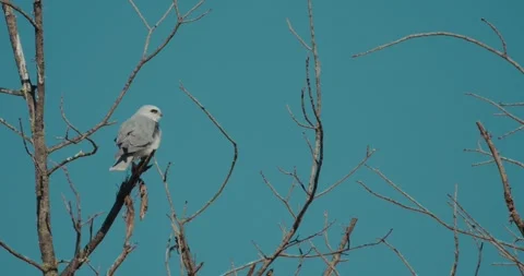 White-tailed Kite on oak tree in winter on a clear day Stock Footage 297636596