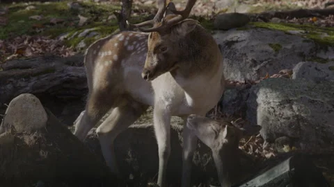 White tailed mating pair of deer Stock-Footage 293636276