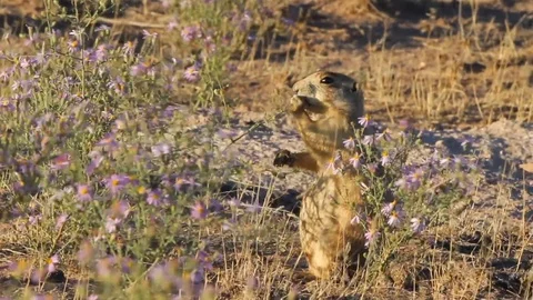 A White-tailed Prairie Dog eats native purple asters, with ambient sound Stock Footage 107547855