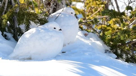 White-tailed Ptarmigans Nestled in the Snow Stock Footage 120095675