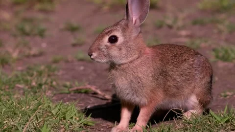 White tailed rabbit scared away in Slow Motion 1000fps Stock Footage