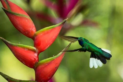 White-tailed sabrewing hovering next to pink mimosa flower, bird in flight, c Stock Photos