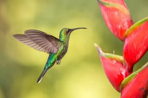 White-tailed sabrewing hovering next to pink mimosa flower, bird in flight, c Stock Photos