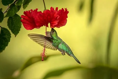 White-tailed sabrewing hovering next to red ibiscus flower, bird in flight, c Stock Photos