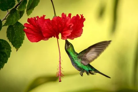 White-tailed sabrewing hovering next to red ibiscus flower, bird in flight, c Stock Photos