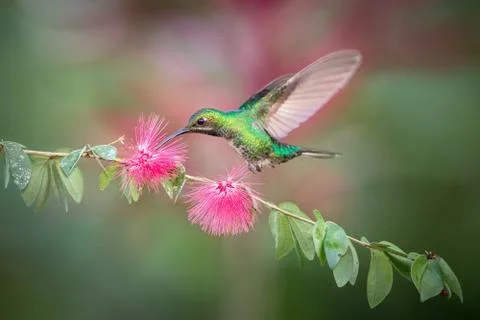 White-tailed sabrewing hovering next to pink flower, bird in flight, caribean Stock Photos