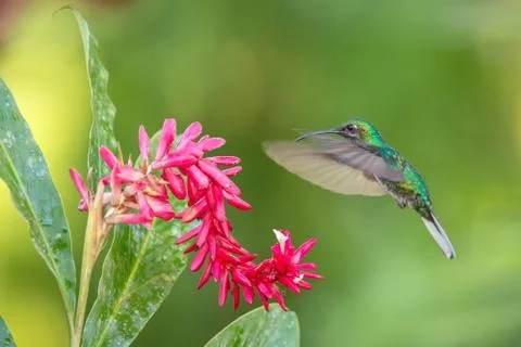 White-tailed sabrewing hovering next to pink flower, bird in flight, caribean Stock Photos