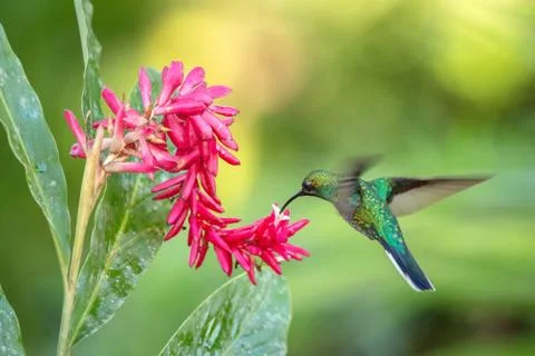 White-tailed sabrewing hovering next to pink flower, bird in flight, caribean Stock Photos