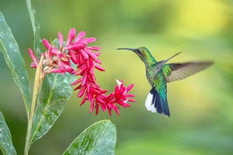 White-tailed sabrewing hovering next to pink flower, bird in flight, caribean Stock Photos