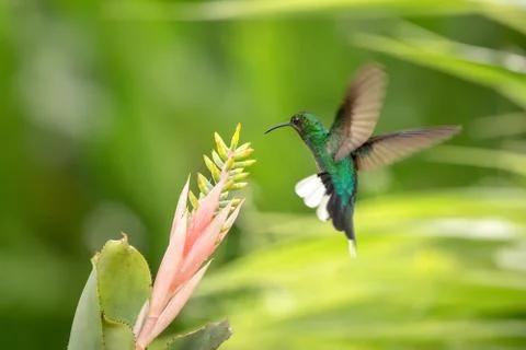 White-tailed sabrewing hovering next to pink and yellow flower, bird in fligh Stock Photos
