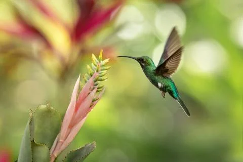 White-tailed sabrewing hovering next to pink and yellow flower, bird in fligh Stock Photos