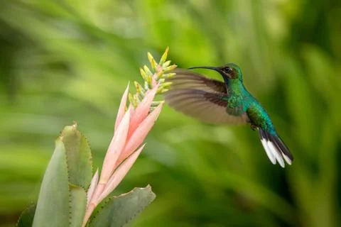 White-tailed sabrewing hovering next to pink flower, bird in flight, caribean Stock Photos