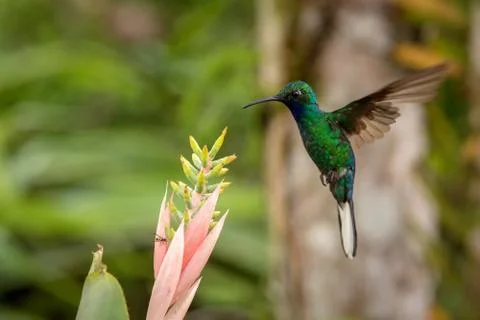 White-tailed sabrewing hovering next to pink flower, bird in flight, caribean Stock Photos