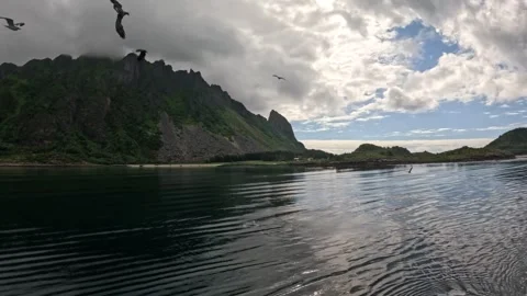 White tailed sea eagle catching fish from water surface Lofoten Norway Vídeos de archivo 344047623