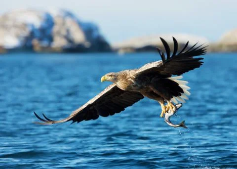 White-tailed sea Eagle catching a fish Stock Photos