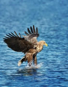 White-tailed sea Eagle catching a fish in sea Stock Photos