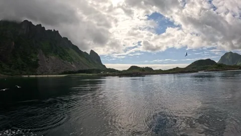 White tailed sea eagle diving and catching fish with seagulls in fjord Vídeos de archivo 344047625