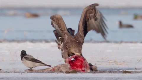 White-tailed sea eagle eating from wolf crack Stock Footage 179999390