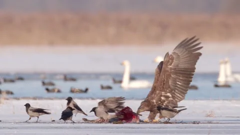 White-tailed sea eagle eating carcass on frozen river Stock Footage 180003039
