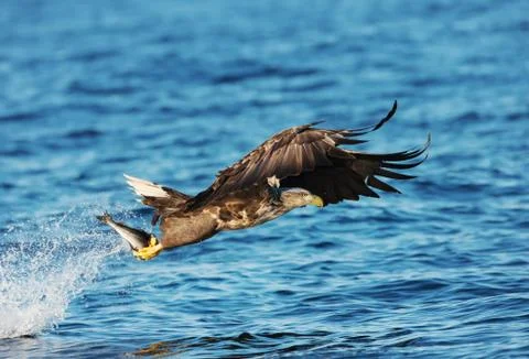 White-tailed sea Eagle with a fish in the claws Stock Photos