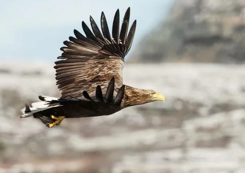 White-tailed sea Eagle in flight with a fish in the claws Stock Photos