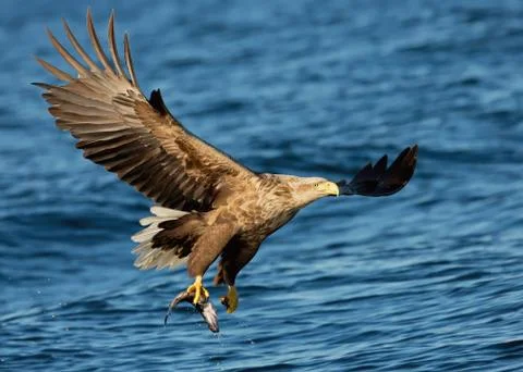 White-tailed sea Eagle in flight with a fish in the claws Stock Photos