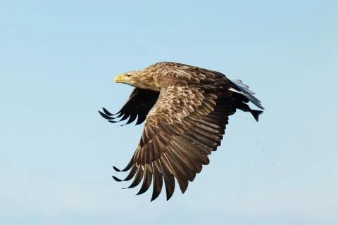 White-tailed sea Eagle in flight with a fish in the claws Stock Photos