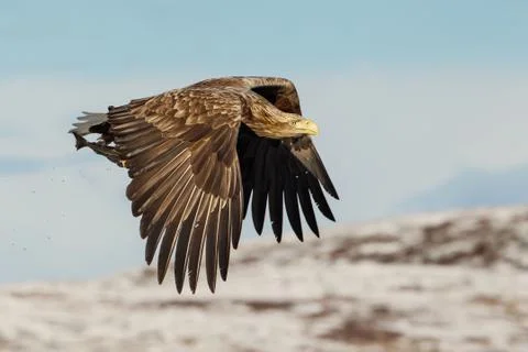 White-tailed sea Eagle in flight with a fish in the claws Stock Photos