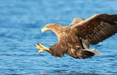 White-tailed sea Eagle in flight with the powerful claws catching a fish Stock Photos
