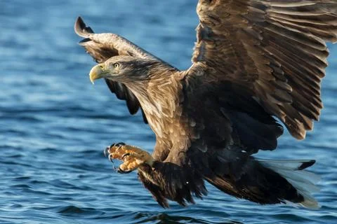 White-tailed sea Eagle in flight with the powerful claws catching a fish Stock Photos