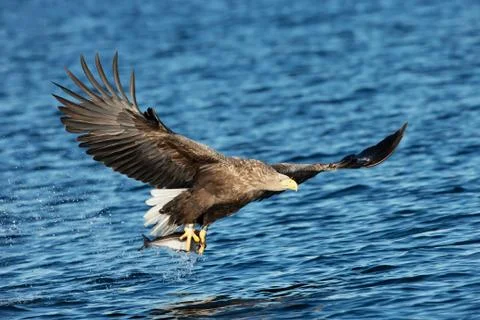 White-tailed sea Eagle in flight with a fish in the claws Stock Photos
