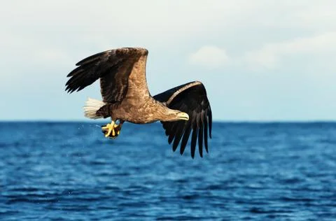 White-tailed sea Eagle in flight with a fish in the claws Stock Photos
