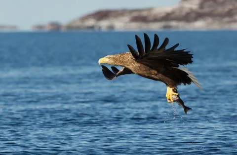 White-tailed sea Eagle in flight with a fish in the claws Stock Photos