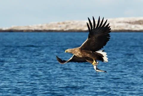 White-tailed sea Eagle in flight with a fish in the claws Stock Photos