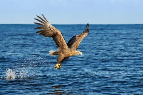 White-tailed sea Eagle in flight with a fish in the claws Stock Photos