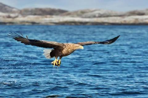 White-tailed sea Eagle in flight with a fish in claws Stock Photos